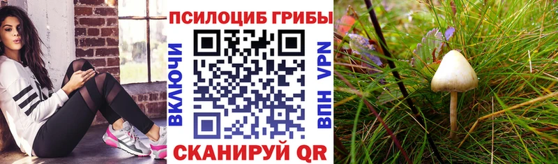где найти   Динская  Псилоцибиновые грибы ЛСД 